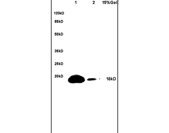 Lane 1: mouse brain lysates Lane 2: mouse heart lysates probed with Anti-phospho-BAD(Ser128) Polyclonal Antibody, Unconjugated (bs-0893R) at 1:200 in 4C. Followed by conjugation to secondary antibody (bs-0295G-HRP) at 1:3000 90min in 37C. Predicted band 18kD. Observed band size: 18kD