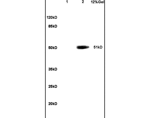 Lane 1: mouse embryo lysates Lane 2: human colon carcinoma lysates probed with Anti OCT2 Polyclonal Antibody, Unconjugated (bs-1077R) at 1:200 in 4C. Followed by conjugation to secondary antibody (bs-0295G-HRP) at 1:3000 90min in 37C. Predicted band 51kD. Observed band size: 51kD