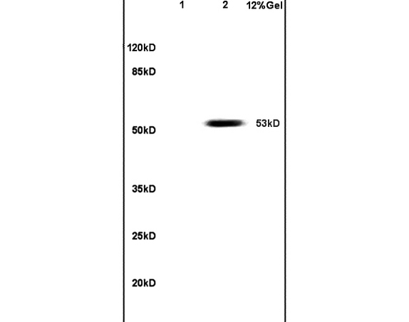 Lane 1: mouse embryo lysates Lane 2: human colon carcinoma lysates probed with Anti PAX3 Polyclonal Antibody, Unconjugated (bs-1097R) at 1:200 in 4C. Followed by conjugation to secondary antibody (bs-0295G-HRP) at 1:3000 90min in 37C. Predicted band 53kD. Observed band size: 53kD