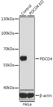 Lane 1: Hela cell lysates; Lane 2: PDCD4 knockout (KO) HeLa cell lysates probed with PDCD4 Polyclonal Antibody, Unconjugated (bs-55166R) at 1:1000 dilution and 4˚C overnight incubation. Followed by conjugated secondary antibody incubation at 1:20000 for 60 min at 37˚C.