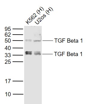 Lane 1: Human K562 cell lysates; Lane 2: Human  U-2OS cell lysates probed with TGF Beta 1 Polyclonal Antibody, Unconjugated (bs-0103R) at 1:1000 dilution and 4˚C overnight incubation. Followed by conjugated secondary antibody incubation at 1:20000 for 60 min at 37˚C.