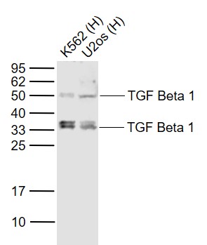 Lane 1: Human K562 cell lysates; Lane 2: Human U-2OS cell lysates probed with TGF Beta 1 Polyclonal Antibody, Unconjugated (bs-0103R) at 1:1000 dilution and 4˚C overnight incubation. Followed by conjugated secondary antibody incubation at 1:20000 for 60 min at 37˚C.