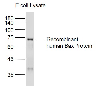 Lane 1: 1: Recombinant human Bax Protein (full length) Overexpression E.coli Lysate lysates probed with Bax Polyclonal Antibody, Unconjugated (bs-0127R) at 1:1000 dilution and 4˚C overnight incubation. Followed by conjugated secondary antibody incubation at 1:20000 for 60 min at 37˚C.