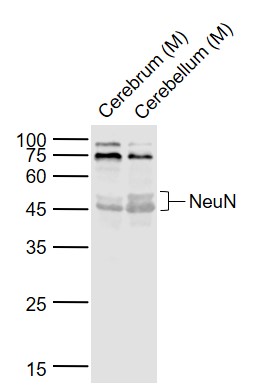 Lane 1: Mouse Cerebrum lysates; Lane 2: Mouse Cerebellum lysates probed with FOX3/NeuN Polyclonal Antibody, Unconjugated (bs-1613R) at 1:1000 dilution and 4˚C overnight incubation. Followed by conjugated secondary antibody incubation at 1:20000 for 60 min at 37˚C.