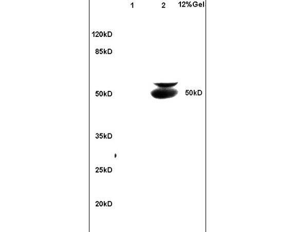 Lane 1: mouse brain lysates Lane 2: mouse intestine lysates probed with Anti BECN1\/Beclin 1\/ATG6 Polyclonal Antibody, Unconjugated (bs-1353R) at 1:200 in 4C. Followed by conjugation to secondary antibody (bs-0295G-HRP) at 1:3000 90min in 37C. Predicted band 50kD.