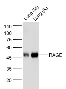Lane 1: Mouse Lung lysates; Lane 2: Rat Lung lysates probed with RAGE (8G4) Monoclonal Antibody, Unconjugated (bsm-52809R) at 1:1000 dilution and 4˚C overnight incubation. Followed by conjugated secondary antibody incubation at 1:20000 for 60 min at 37˚C.