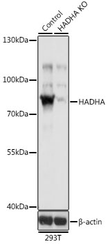Lane 1: 293T cell lysates; Lane 2: HADHA knockout (KO) 293T cell lysates probed with HADHA Polyclonal Antibody, Unconjugated (bs-55092R) at 1:1000 dilution and 4˚C overnight incubation. Followed by conjugated secondary antibody incubation at 1:20000 for 60 min at 37˚C.