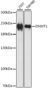 Lane 1: 293T cell lysates; Lane 2: SW480 cell lysates probed with DNMT1 Polyclonal Antibody, Unconjugated (bs-55056R) at 1:1000 dilution and 4˚C overnight incubation. Followed by conjugated secondary antibody incubation at 1:20000 for 60 min at 37˚C.