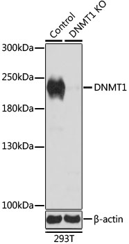 Lane 1: 293T cell lysates; Lane 2: DNMT1 knockout (KO) 293T cell lysates probed with DNMT1 Polyclonal Antibody, Unconjugated (bs-55056R) at 1:1000 dilution and 4˚C overnight incubation. Followed by conjugated secondary antibody incubation at 1:20000 for 60 min at 37˚C.