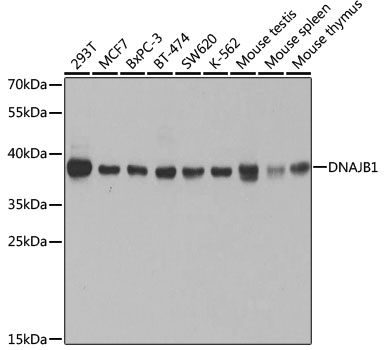 Lane 1: 293T cell lysates; Lane 2: MCF-7 lysates; Lane 3: BxPC-3 cell lysates; Lane 4: BT-474 cell lysates; Lane 5: SW620 cell lysates; Lane 6: K562 cell lysates; Lane 7: Mouse testis lysates; Lane 8: Mouse spleen lysates; Lane 9: Mouse thymus lysates probed with DNAJB1 Polyclonal Antibody, Unconjugated (bs-55055R) at 1:1000 dilution and 4˚C overnight incubation. Followed by conjugated secondary antibody incubation at 1:20000 for 60 min at 37˚C.