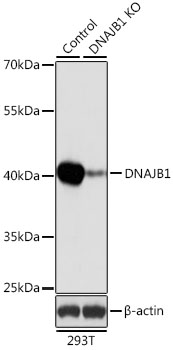 Lane 1: 293T cell lysates; Lane 2: DNAJB1 knockout (KO) 293T cell lysates probed with DNAJB1 Polyclonal Antibody, Unconjugated (bs-55055R) at 1:1000 dilution and 4˚C overnight incubation. Followed by conjugated secondary antibody incubation at 1:20000 for 60 min at 37˚C.