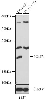 Lane 1: 293T cell lysates; Lane 2: POLE3 knockout (KO) 293T cell lysates probed with POLE3 Polyclonal Antibody, Unconjugated (bs-55169R) at 1:1000 dilution and 4˚C overnight incubation. Followed by conjugated secondary antibody incubation at 1:20000 for 60 min at 37˚C.