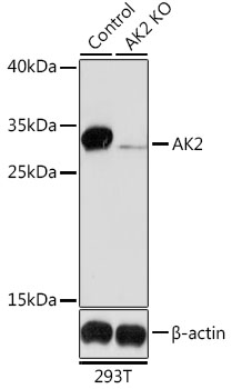 Lane 1: 293T cell lysates; Lane 2: AK2 knockout (KO) 293T cell lysates probed with AK2 Polyclonal Antibody, Unconjugated (bs-55004R) at 1:1000 dilution and 4˚C overnight incubation. Followed by conjugated secondary antibody incubation at 1:20000 for 60 min at 37˚C.