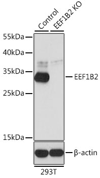 Lane 1: 293T cell lysates; Lane 2: EEF1B2 knockout (KO) 293T cell lysates probed with EEF1B2 Polyclonal Antibody, Unconjugated (bs-55059R) at 1:1000 dilution and 4˚C overnight incubation. Followed by conjugated secondary antibody incubation at 1:20000 for 60 min at 37˚C.