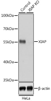 Lane 1: Hela cell lysates; Lane 2: XIAP knockout (KO) HeLa cell lysates probed with XIAP Polyclonal Antibody, Unconjugated (bs-55223R) at 1:1000 dilution and 4˚C overnight incubation. Followed by conjugated secondary antibody incubation at 1:20000 for 60 min at 37˚C.