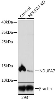 Lane 1: 293T cell lysates; Lane 2: NDUFA7 knockout (KO) 293T cell lysates probed with NDUFA7 Polyclonal Antibody, Unconjugated (bs-55144R) at 1:1000 dilution and 4˚C overnight incubation. Followed by conjugated secondary antibody incubation at 1:20000 for 60 min at 37˚C.