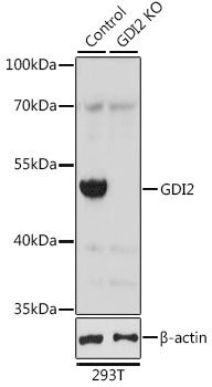 Lane 1: 293T cell lysates; Lane 2: GDI2 knockout (KO) 293T cell lysates probed with GDI2 Polyclonal Antibody, Unconjugated (bs-55083R) at 1:1000 dilution and 4˚C overnight incubation. Followed by conjugated secondary antibody incubation at 1:20000 for 60 min at 37˚C.