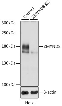 Lane 1: Hela cell lysates; Lane 2: ZMYND8 knockout (KO) HeLa cell lysates probed with ZMYND8 Polyclonal Antibody, Unconjugated (bs-55227R) at 1:1000 dilution and 4˚C overnight incubation. Followed by conjugated secondary antibody incubation at 1:20000 for 60 min at 37˚C.