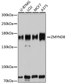 Lane 1: U87MG cell lysates; Lane 2: LO2 cell lysates; Lane 3: MCF-7 cell lysates; Lane 4: A375 cell lysates probed with ZMYND8 Polyclonal Antibody, Unconjugated (bs-55227R) at 1:1000 dilution and 4˚C overnight incubation. Followed by conjugated secondary antibody incubation at 1:20000 for 60 min at 37˚C. Lane 1: U87MG cell lysates; Lane 2: LO2 cell lysates; Lane 3: MCF-7 cell lysates; Lane 4: A375 cell lysates probed with ZMYND8 Polyclonal Antibody, Unconjugated (bs-55227R) at 1:1000 dilution and 4˚C overnight incubation. Followed by conjugated secondary antibody incubation at 1:20000 for 60 min at 37˚C.