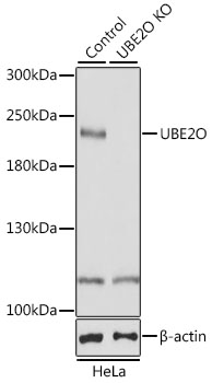 Lane 1: Hela cell lysates; Lane 2: UBE2O knockout (KO) HeLa cell lysates probed with UBE2O Polyclonal Antibody, Unconjugated (bs-55219R) at 1:1000 dilution and 4˚C overnight incubation. Followed by conjugated secondary antibody incubation at 1:20000 for 60 min at 37˚C. Lane 1: Hela cell lysates; Lane 2: UBE2O knockout (KO) HeLa cell lysates probed with UBE2O Polyclonal Antibody, Unconjugated (bs-55219R) at 1:1000 dilution and 4˚C overnight incubation. Followed by conjugated secondary antibody incubation at 1:20000 for 60 min at 37˚C.