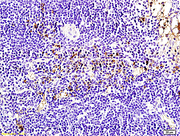 Formalin-fixed and paraffin embedded rabbit pancreas labeled with Anti-Bcl-2 Polyclonal Antibody, Unconjugated (bs-4563R) followed by conjugation to the secondary antibody and DAB staining