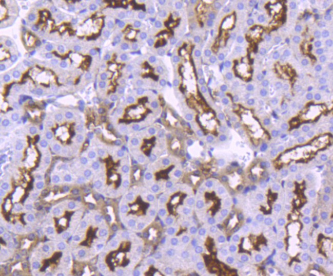 Paraformaldehyde-fixed, paraffin embedded Mouse kidney; Antigen retrieval by boiling in sodium citrate buffer (pH6.0) for 15min; Block endogenous peroxidase by 3% hydrogen peroxide for 20 minutes; Blocking buffer (normal goat serum) at 37°C for 30min; Antibody incubation with ACE2 Monoclonal Antibody, Unconjugated (bsm-54571R) at 1:50 for 30 minutes at room temperature, DAB staining.