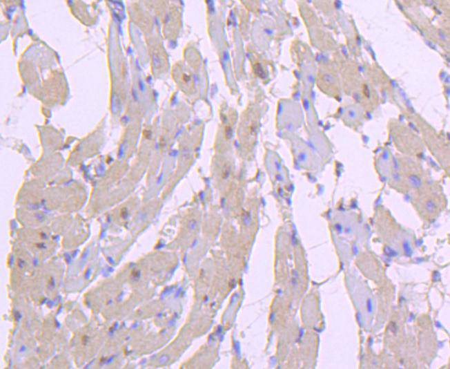 Paraformaldehyde-fixed, paraffin embedded Rat heart; Antigen retrieval by boiling in sodium citrate buffer (pH6.0) for 15min; Block endogenous peroxidase by 3% hydrogen peroxide for 20 minutes; Blocking buffer (normal goat serum) at 37°C for 30min; Antibody incubation with Phospho-AKT1(S124) Monoclonal Antibody, Unconjugated (bsm-54623R) at 1:200 for 30 minutes at room temperature, DAB staining.
