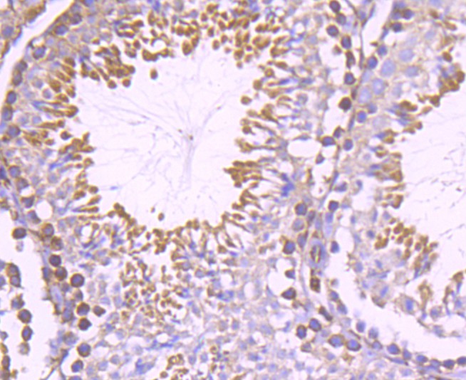 Paraformaldehyde-fixed, paraffin embedded Mouse testis; Antigen retrieval by boiling in sodium citrate buffer (pH6.0) for 15min; Block endogenous peroxidase by 3% hydrogen peroxide for 20 minutes; Blocking buffer (normal goat serum) at 37°C for 30min; Antibody incubation with Nogo Monoclonal Antibody, Unconjugated (bsm-54643R) at 1:200 for 30 minutes at room temperature, DAB staining.