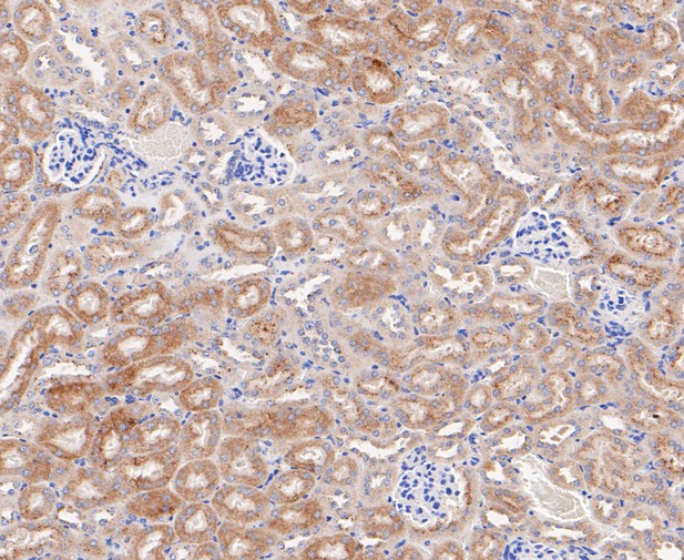Paraformaldehyde-fixed, paraffin embedded Mouse kidney; Antigen retrieval by boiling in sodium citrate buffer (pH6.0) for 15min; Block endogenous peroxidase by 3% hydrogen peroxide for 20 minutes; Blocking buffer (normal goat serum) at 37°C for 30min; Antibody incubation with ACADM Monoclonal Antibody, Unconjugated (bsm-54662R) at 1:200 for 30 minutes at room temperature, DAB staining.
