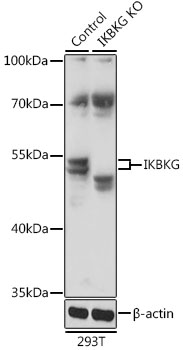 Lane 1: 293T cell lysates; Lane 2: IKBKG knockout (KO) 293T cell lysates probed with IKBKG Polyclonal Antibody, Unconjugated (bs-55110R) at 1:1000 dilution and 4˚C overnight incubation. Followed by conjugated secondary antibody incubation at 1:20000 for 60 min at 37˚C.