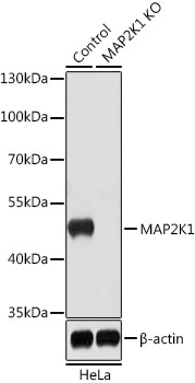 Lane 1: Hela cell lysates; Lane 2: MAP2K1 knockout (KO) HeLa cell lysates probed with MAP2K1 Polyclonal Antibody, Unconjugated (bs-55126R) at 1:1000 dilution and 4˚C overnight incubation. Followed by conjugated secondary antibody incubation at 1:20000 for 60 min at 37˚C.