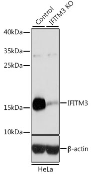 Lane 1: Hela cell lysates; Lane 2: IFITM3 knockout (KO) HeLa cell lysates probed with IFITM3 Polyclonal Antibody, Unconjugated (bs-55108R) at 1:1000 dilution and 4˚C overnight incubation. Followed by conjugated secondary antibody incubation at 1:20000 for 60 min at 37˚C.