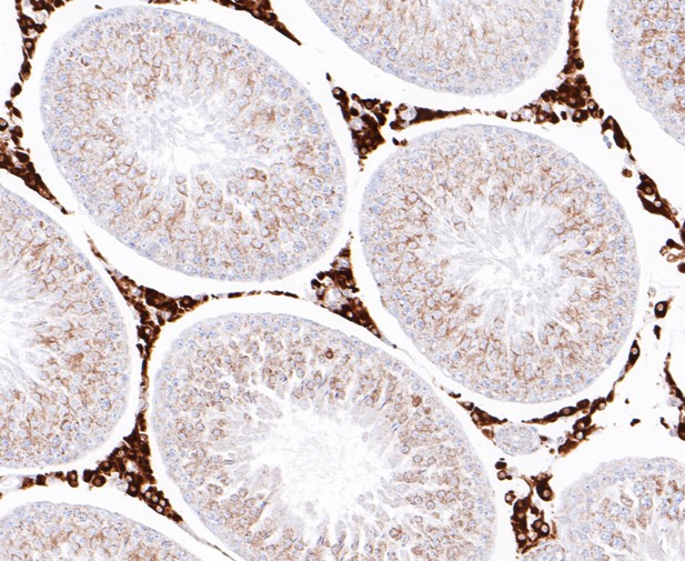 Paraformaldehyde-fixed, paraffin embedded Rat testis; Antigen retrieval by boiling in sodium citrate buffer (pH6.0) for 15min; Block endogenous peroxidase by 3% hydrogen peroxide for 20 minutes; Blocking buffer (normal goat serum) at 37°C for 30min; Antibody incubation with NRG3 Monoclonal Antibody, Unconjugated (bsm-54680R) at 1:200 for 30 minutes at room temperature, DAB staining.