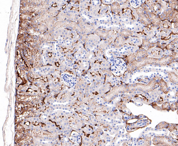 Paraformaldehyde-fixed, paraffin embedded Mouse kidney; Antigen retrieval by boiling in sodium citrate buffer (pH6.0) for 15min; Block endogenous peroxidase by 3% hydrogen peroxide for 20 minutes; Blocking buffer (normal goat serum) at 37°C for 30min; Antibody incubation with ABAT/GABA-T Monoclonal Antibody, Unconjugated (bsm-54681R) at 1:200 for 30 minutes at room temperature, DAB staining.