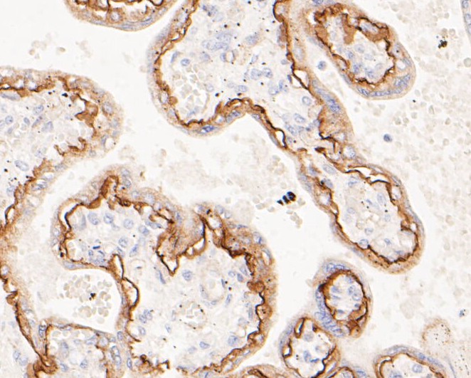 Paraformaldehyde-fixed, paraffin embedded Human placenta; Antigen retrieval by boiling in sodium citrate buffer (pH6.0) for 15min; Block endogenous peroxidase by 3% hydrogen peroxide for 20 minutes; Blocking buffer (normal goat serum) at 37°C for 30min; Antibody incubation with CD239 Monoclonal Antibody, Unconjugated (bsm-54684R) at 1:200 for 30 minutes at room temperature, DAB staining.