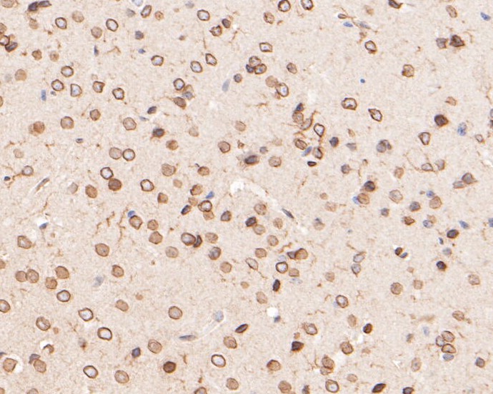 Paraformaldehyde-fixed, paraffin embedded Mouse brain; Antigen retrieval by boiling in sodium citrate buffer (pH6.0) for 15min; Block endogenous peroxidase by 3% hydrogen peroxide for 20 minutes; Blocking buffer (normal goat serum) at 37°C for 30min; Antibody incubation with Lamin A/C Monoclonal Antibody, Unconjugated (bsm-54688R) at 1:200 for 30 minutes at room temperature, DAB staining.