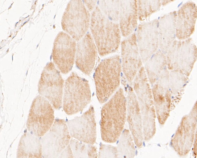 Paraformaldehyde-fixed, paraffin embedded Mouse muscle; Antigen retrieval by boiling in sodium citrate buffer (pH6.0) for 15min; Block endogenous peroxidase by 3% hydrogen peroxide for 20 minutes; Blocking buffer (normal goat serum) at 37°C for 30min; Antibody incubation with NEK7 Monoclonal Antibody, Unconjugated (bsm-54692R) at 1:200 for 30 minutes at room temperature, DAB staining.