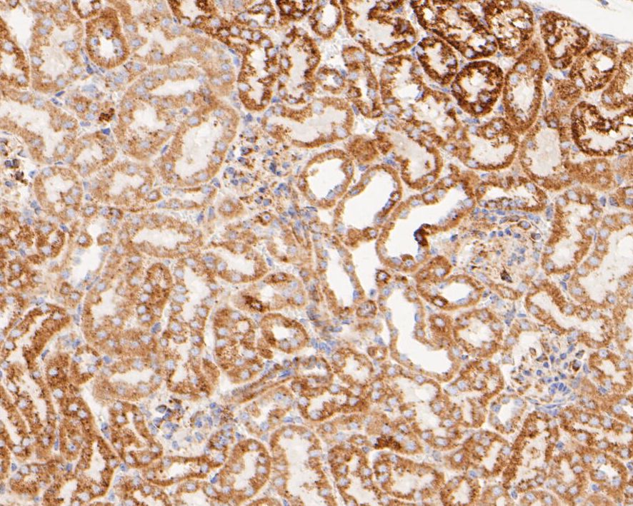 Paraformaldehyde-fixed, paraffin embedded Mouse kidney; Antigen retrieval by boiling in sodium citrate buffer (pH6.0) for 15min; Block endogenous peroxidase by 3% hydrogen peroxide for 20 minutes; Blocking buffer (normal goat serum) at 37°C for 30min; Antibody incubation with LDHD Monoclonal Antibody, Unconjugated (bsm-54704R) at 1:200 for 30 minutes at room temperature, DAB staining.