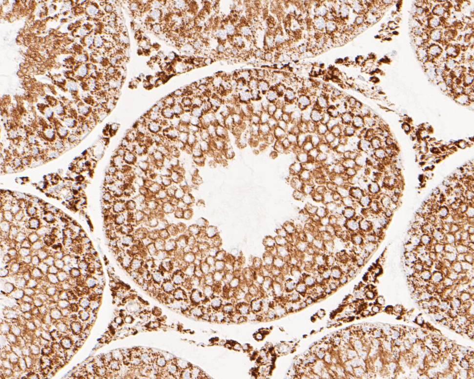 Paraformaldehyde-fixed, paraffin embedded Rat testis; Antigen retrieval by boiling in sodium citrate buffer (pH6.0) for 15min; Block endogenous peroxidase by 3% hydrogen peroxide for 20 minutes; Blocking buffer (normal goat serum) at 37°C for 30min; Antibody incubation with LDHD Monoclonal Antibody, Unconjugated (bsm-54704R) at 1:200 for 30 minutes at room temperature, DAB staining.