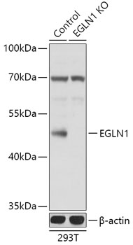 Lane 1: 293T cell lysates; Lane 2: EGLN1 knockout (KO) 293T cell lysates probed with EGLN1 Polyclonal Antibody, Unconjugated (bs-55063R) at 1:1000 dilution and 4˚C overnight incubation. Followed by conjugated secondary antibody incubation at 1:20000 for 60 min at 37˚C.