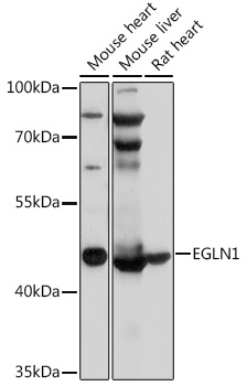 Lane 1: Mouse Heart lysates; Lane 2: Mouse Liver lysates; Lane 3: Rat Heart lysates probed with EGLN1 Polyclonal Antibody, Unconjugated (bs-55063R) at 1:1000 dilution and 4˚C overnight incubation. Followed by conjugated secondary antibody incubation at 1:20000 for 60 min at 37˚C.