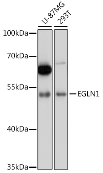 Lane 1: U-87MG cell lysates; Lane 2: 293T cell lysates probed with EGLN1 Polyclonal Antibody, Unconjugated (bs-55063R) at 1:1000 dilution and 4˚C overnight incubation. Followed by conjugated secondary antibody incubation at 1:20000 for 60 min at 37˚C.