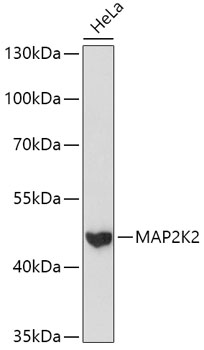 Lane 1: Hela cell lysates probed with MAP2K2 Polyclonal Antibody, Unconjugated (bs-55127R) at 1:1000 dilution and 4˚C overnight incubation. Followed by conjugated secondary antibody incubation at 1:20000 for 60 min at 37˚C.