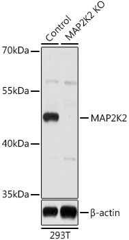 Lane 1: 293T cell lysates; Lane 2: MAP2K2 knockout (KO) 293T cell lysates probed with MAP2K2 Polyclonal Antibody, Unconjugated (bs-55127R) at 1:1000 dilution and 4˚C overnight incubation. Followed by conjugated secondary antibody incubation at 1:20000 for 60 min at 37˚C.