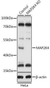 Lane 1: Hela cell lysates; Lane 2: MAP2K4 knockout (KO) HeLa cell lysates probed with MAP2K4 Polyclonal Antibody, Unconjugated (bs-55128R) at 1:1000 dilution and 4˚C overnight incubation. Followed by conjugated secondary antibody incubation at 1:20000 for 60 min at 37˚C.