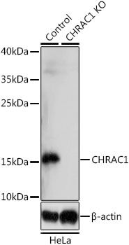Lane 1: Hela cell lysates; Lane 2: CHRAC1 knockout (KO) HeLa cell lysates probed with CHRAC1 Polyclonal Antibody, Unconjugated (bs-55044R) at 1:1000 dilution and 4˚C overnight incubation. Followed by conjugated secondary antibody incubation at 1:20000 for 60 min at 37˚C.