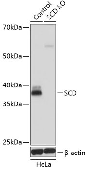 Lane 1: Hela cell lysates; Lane 2: SCD knockout (KO) HeLa cell lysates probed with SCD Polyclonal Antibody, Unconjugated (bs-55193R) at 1:1000 dilution and 4˚C overnight incubation. Followed by conjugated secondary antibody incubation at 1:20000 for 60 min at 37˚C.