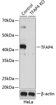 Lane 1: Hela cell lysates; Lane 2: TFAP4 knockout (KO) HeLa cell lysates probed with TFAP4 Polyclonal Antibody, Unconjugated (bs-55214R) at 1:1000 dilution and 4˚C overnight incubation. Followed by conjugated secondary antibody incubation at 1:20000 for 60 min at 37˚C.