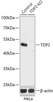 Lane 1: Hela cell lysates; Lane 2: TDP2 knockout (KO) HeLa cell lysates probed with TDP2 Polyclonal Antibody, Unconjugated (bs-55213R) at 1:1000 dilution and 4˚C overnight incubation. Followed by conjugated secondary antibody incubation at 1:20000 for 60 min at 37˚C.