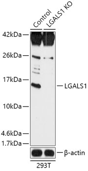 Lane 1: 293T cell lysates; Lane 2: LGALS1 knockout (KO) 293T cell lysates probed with LGALS1 Polyclonal Antibody, Unconjugated (bs-55122R) at 1:1000 dilution and 4˚C overnight incubation. Followed by conjugated secondary antibody incubation at 1:20000 for 60 min at 37˚C.